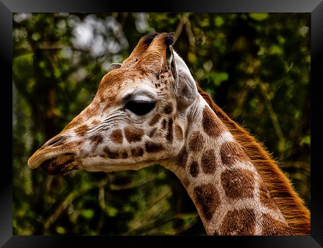 Giraffe (giraffa camelopardalis) Framed Print by Jay Lethbridge