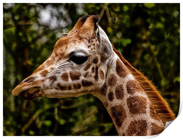 Giraffe (giraffa camelopardalis) Print by Jay Lethbridge