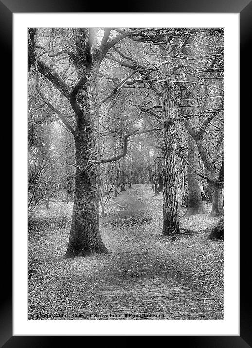 Woodland path Framed Mounted Print by Mark  F Banks