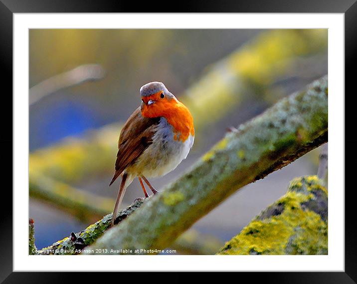 THOUGHTFUL ROBIN Framed Mounted Print by David Atkinson