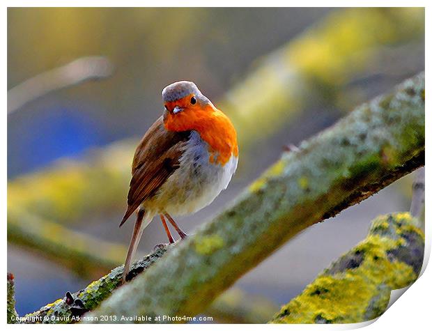 THOUGHTFUL ROBIN Print by David Atkinson