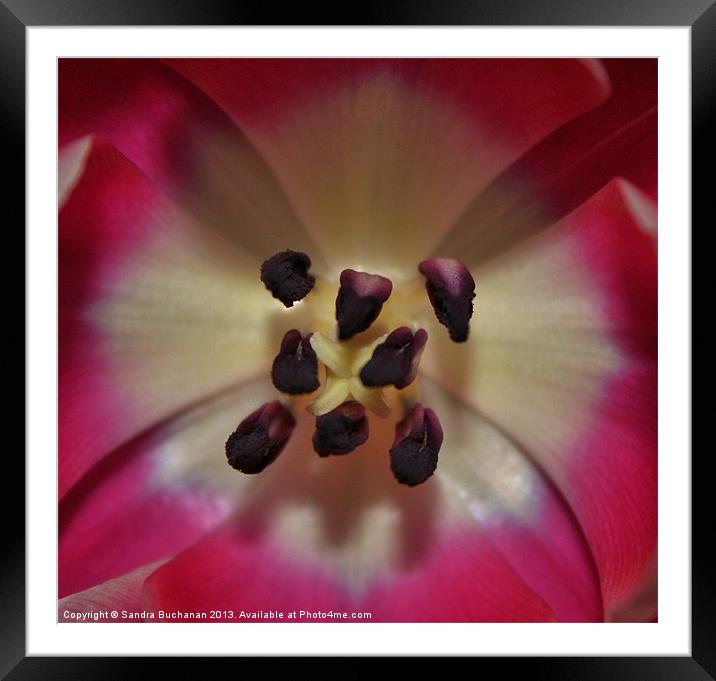 Inside A Tulip Framed Mounted Print by Sandra Buchanan