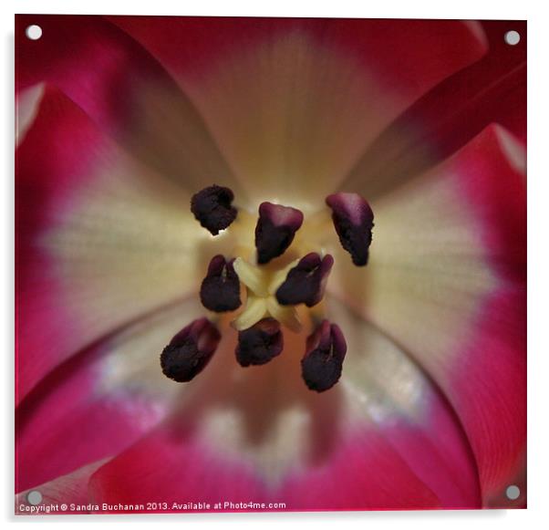 Inside A Tulip Acrylic by Sandra Buchanan