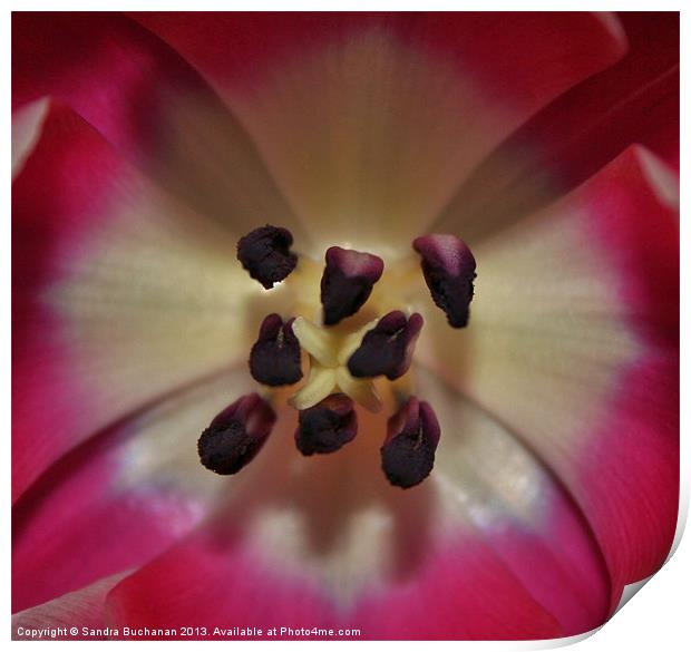Inside A Tulip Print by Sandra Buchanan