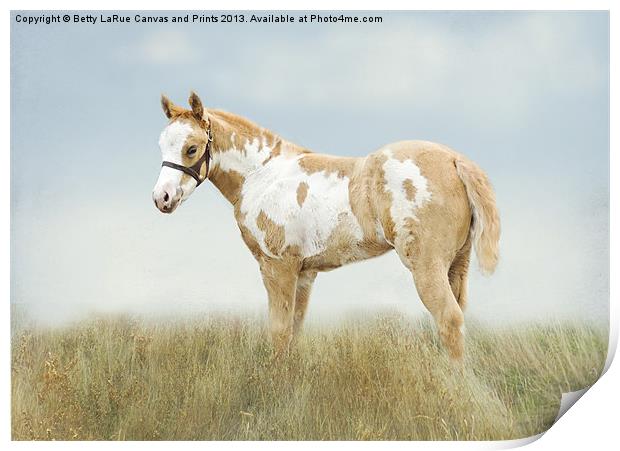 Pinto Filly Print by Betty LaRue
