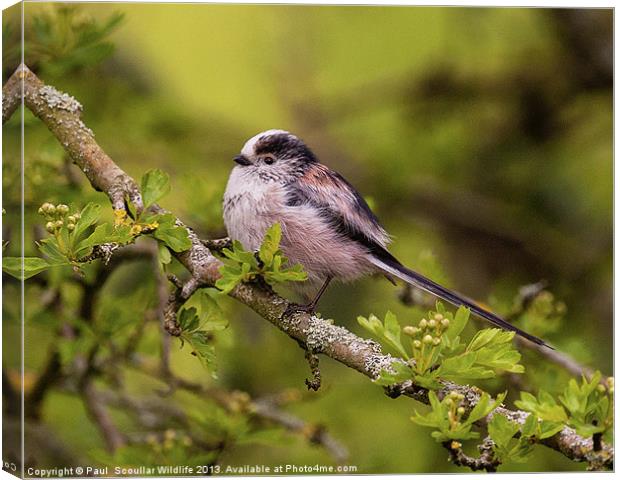 Long Tailed Tit Canvas Print by Paul Scoullar