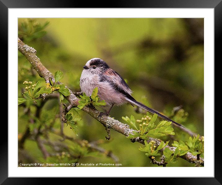 Long Tailed Tit Framed Mounted Print by Paul Scoullar