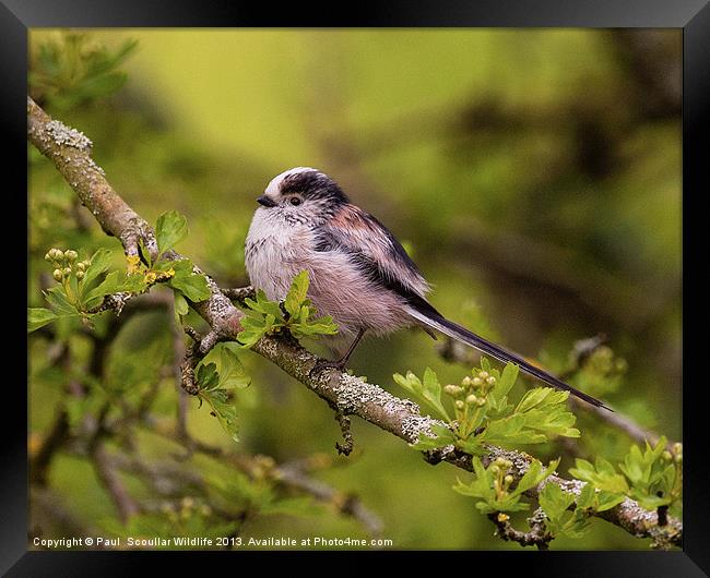 Long Tailed Tit Framed Print by Paul Scoullar