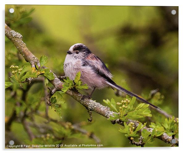 Long Tailed Tit Acrylic by Paul Scoullar