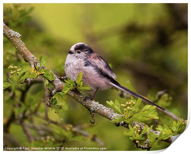 Long Tailed Tit Print by Paul Scoullar