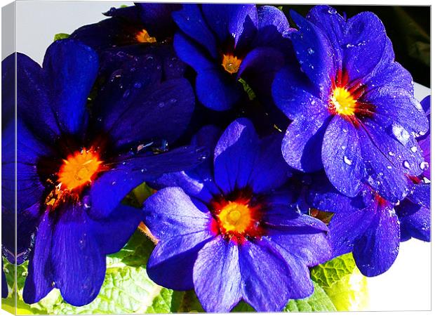 1180-blue flower Canvas Print by elvira ladocki