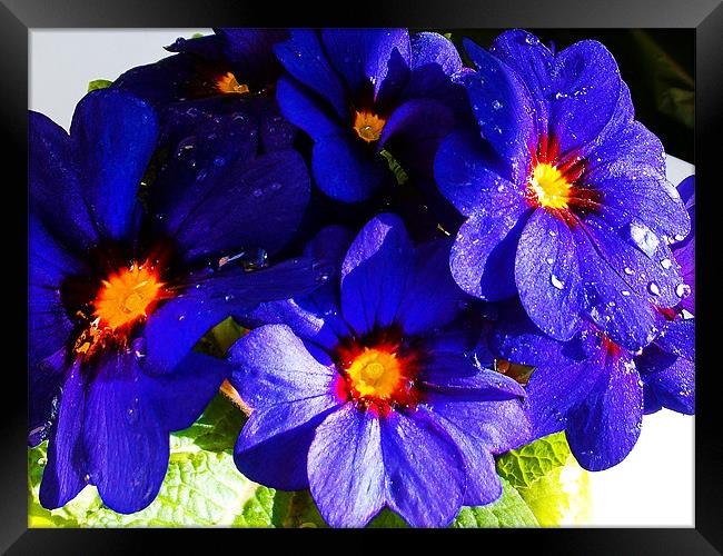 1180-blue flower Framed Print by elvira ladocki