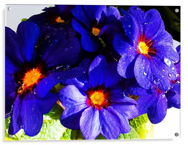 1180-blue flower Acrylic by elvira ladocki