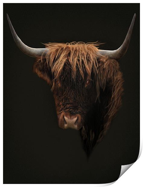 West highland cow Print by Robert Fielding
