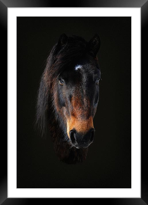 Portriat of a horse 2 Framed Mounted Print by Robert Fielding