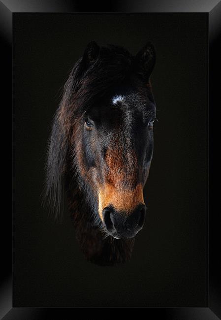 Portriat of a horse 2 Framed Print by Robert Fielding