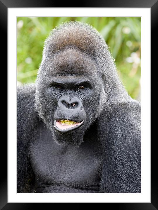 Male Silverback Gorilla Framed Mounted Print by Mike Gorton