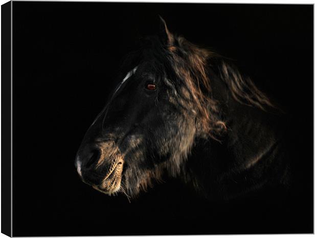 Portriat of a horse 3 Canvas Print by Robert Fielding