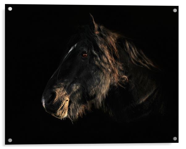 Portriat of a horse 3 Acrylic by Robert Fielding