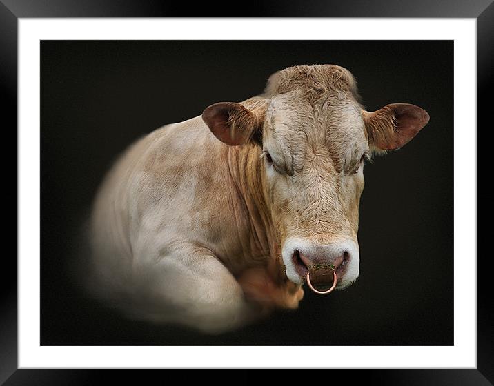 Portriat of a bull Framed Mounted Print by Robert Fielding