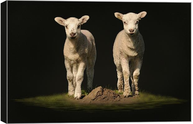 spring time lambs Canvas Print by Robert Fielding