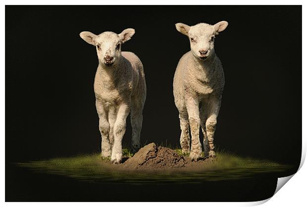spring time lambs Print by Robert Fielding