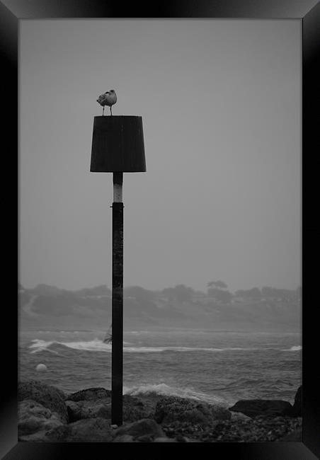 Seagull in Winter Framed Print by angela Mackenzie-Brown