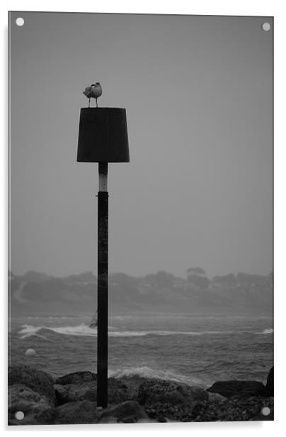 Seagull in Winter Acrylic by angela Mackenzie-Brown