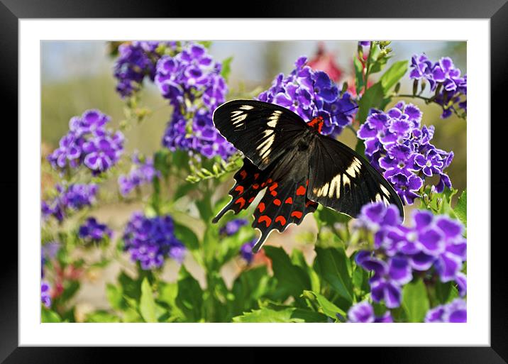 Crimson Rose Butterfly Framed Mounted Print by Norwyn Cole