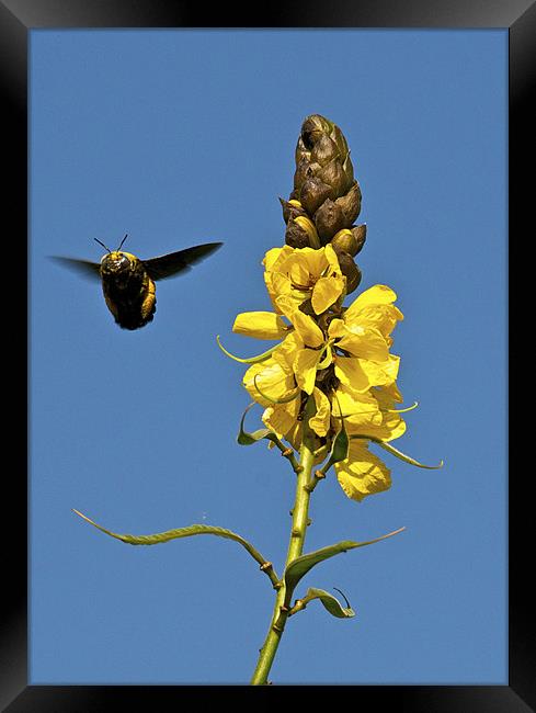 Bee & Peanut Butter Cassia Framed Print by Norwyn Cole
