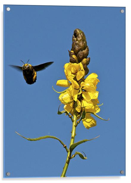 Bee & Peanut Butter Cassia Acrylic by Norwyn Cole