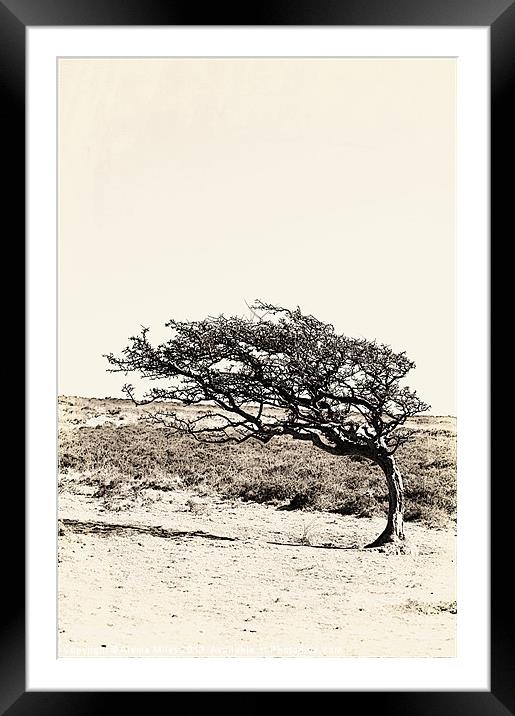 Lonely Tree Framed Mounted Print by Alexia Miles