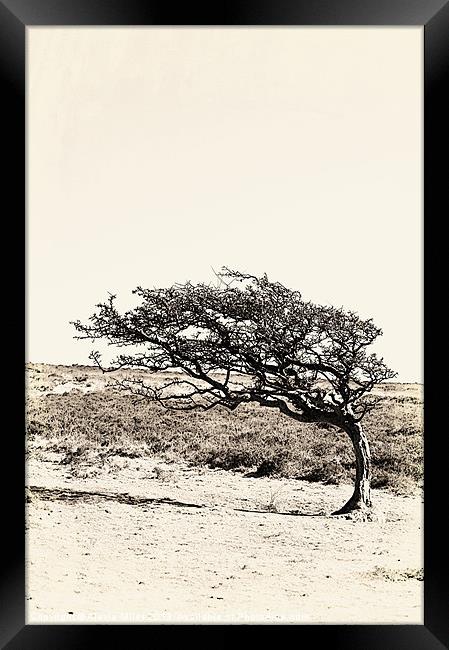 Lonely Tree Framed Print by Alexia Miles