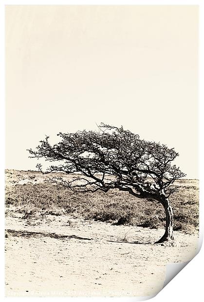 Lonely Tree Print by Alexia Miles