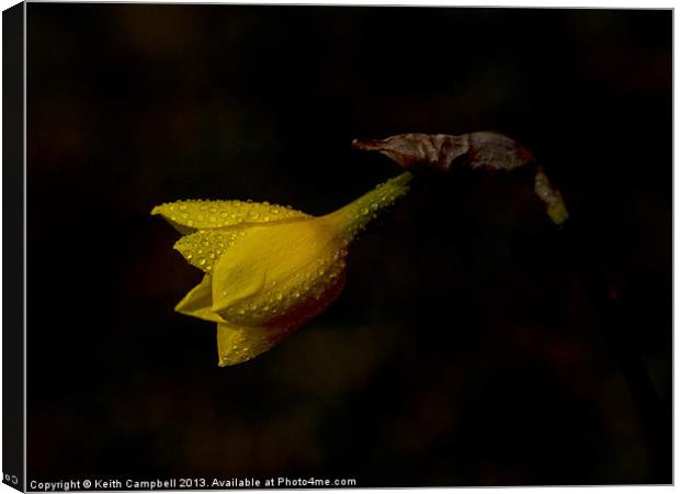 Waking Daffodil Canvas Print by Keith Campbell