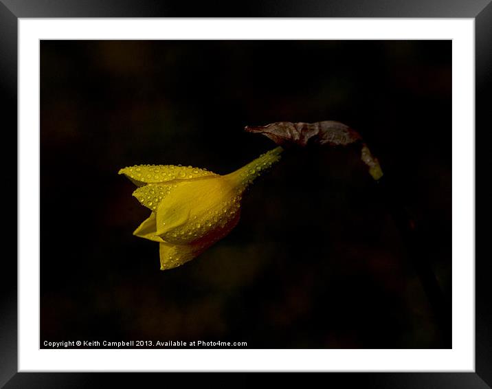 Waking Daffodil Framed Mounted Print by Keith Campbell