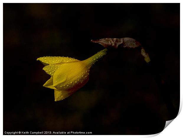 Waking Daffodil Print by Keith Campbell
