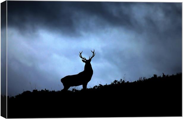 Stag silhouette Canvas Print by Macrae Images