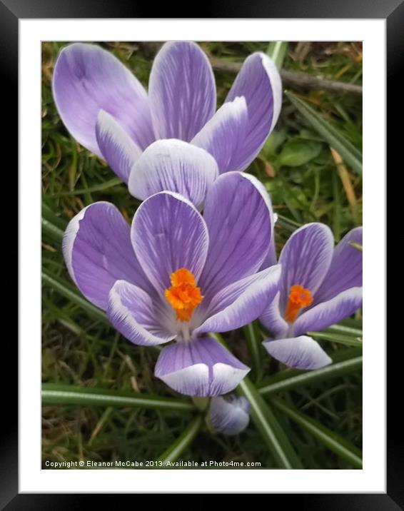 Spring Beauty! Framed Mounted Print by Eleanor McCabe