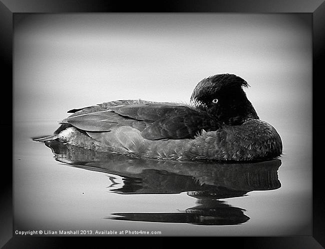 Tufted Duck. Framed Print by Lilian Marshall