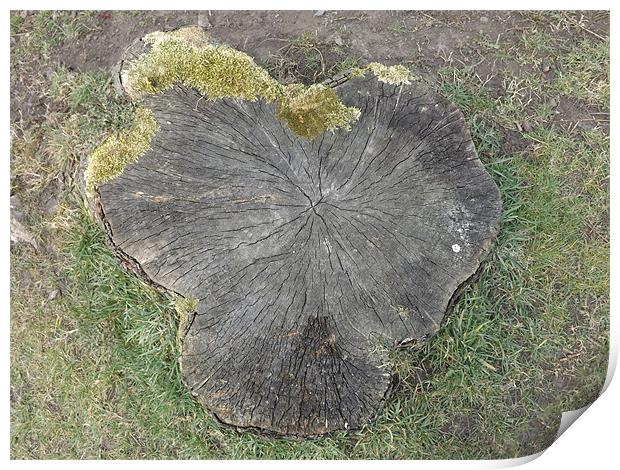 Tree Stump Print by Sean Mcdonagh