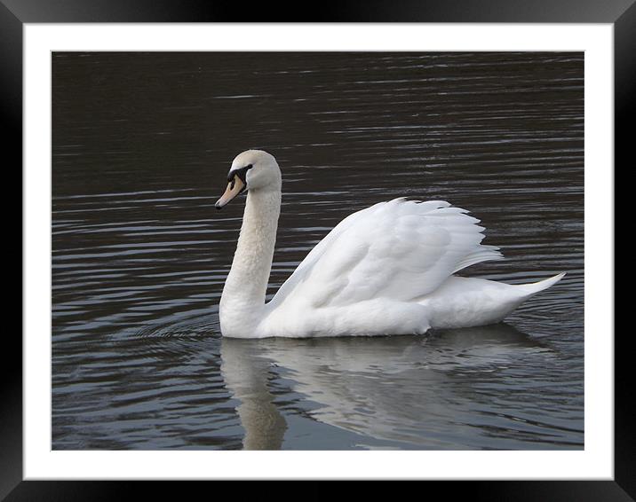 Swan Framed Mounted Print by Sean Mcdonagh