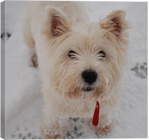 West Highland Terrier in the snow Canvas Print by Lynne Easton