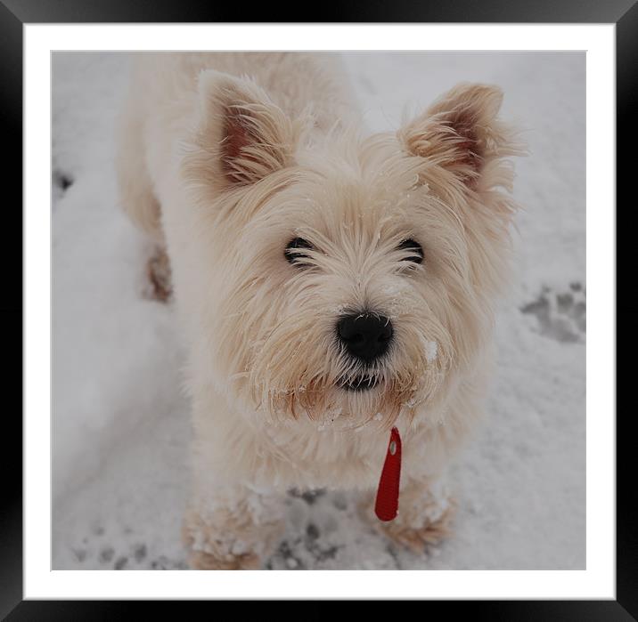 West Highland Terrier in the snow Framed Mounted Print by Lynne Easton