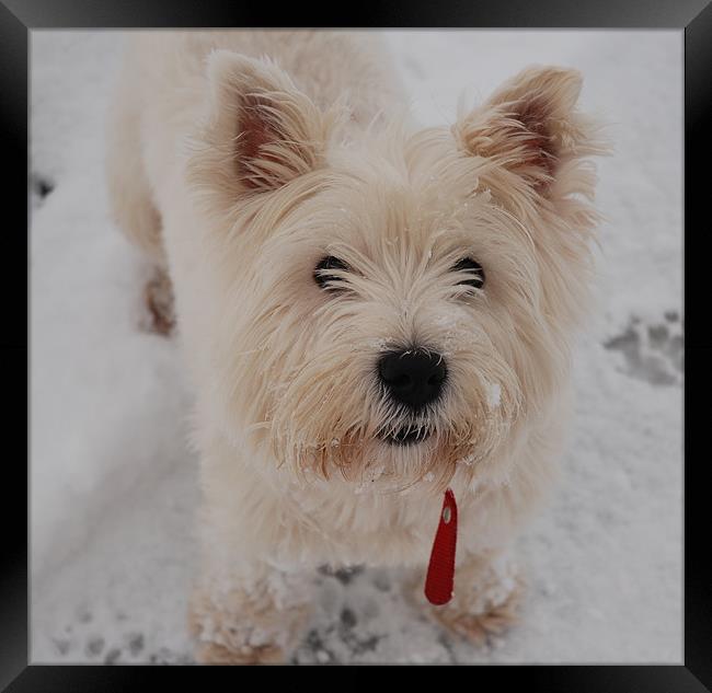 West Highland Terrier in the snow Framed Print by Lynne Easton
