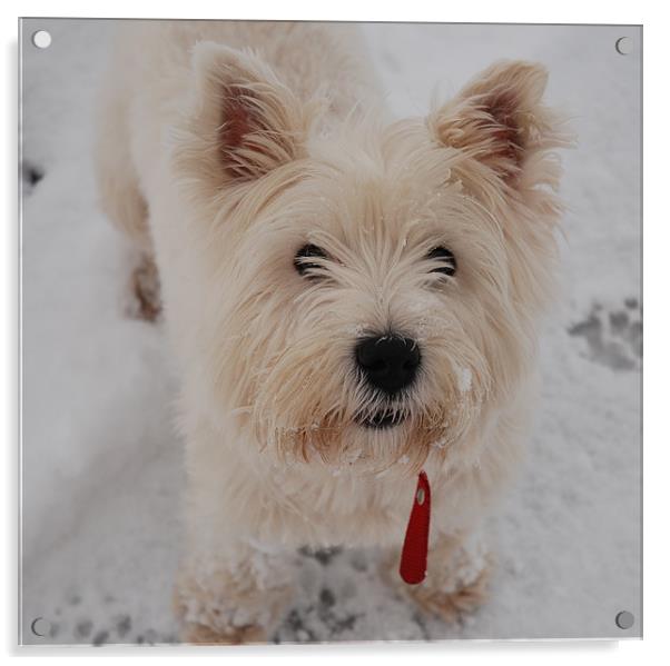 West Highland Terrier in the snow Acrylic by Lynne Easton