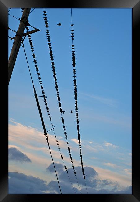 Birds on a wire Framed Print by Lynne Easton