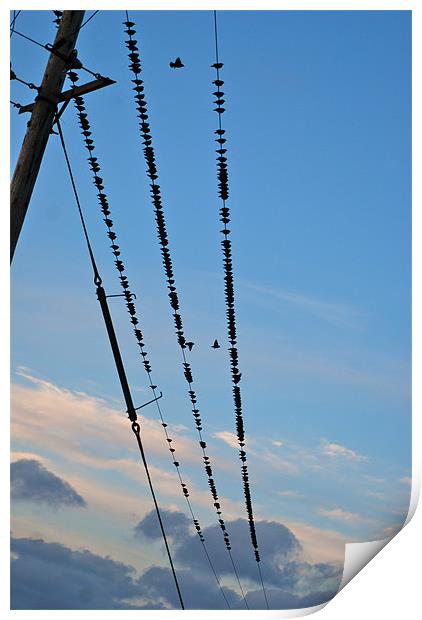 Birds on a wire Print by Lynne Easton