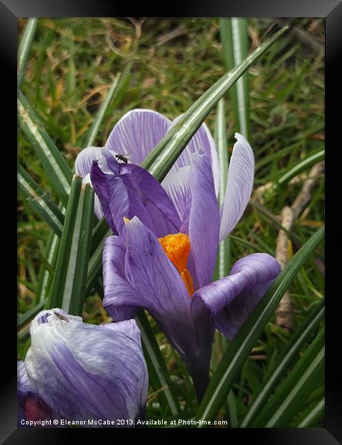 Shiny Spring! Framed Print by Eleanor McCabe