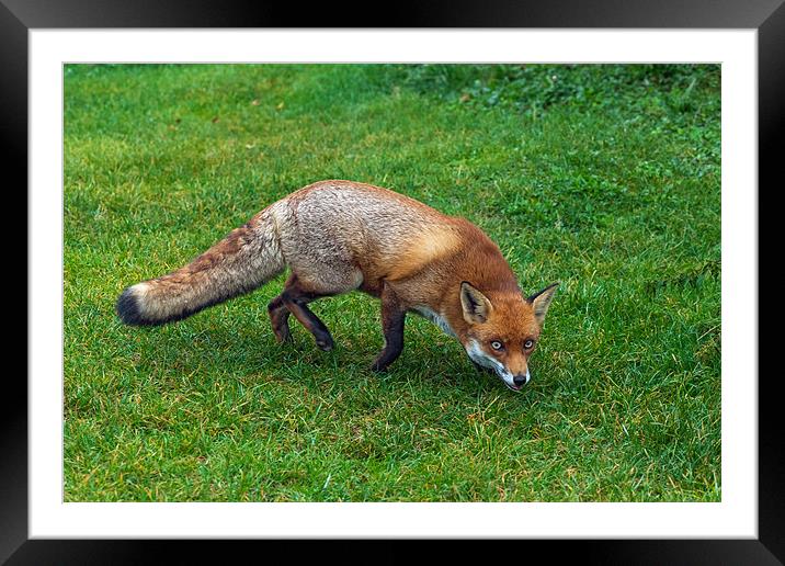 Slinky fox Framed Mounted Print by Ian Duffield